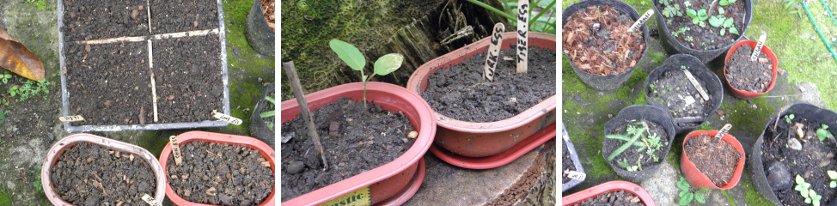 Images of
            newly planted seeds in pots