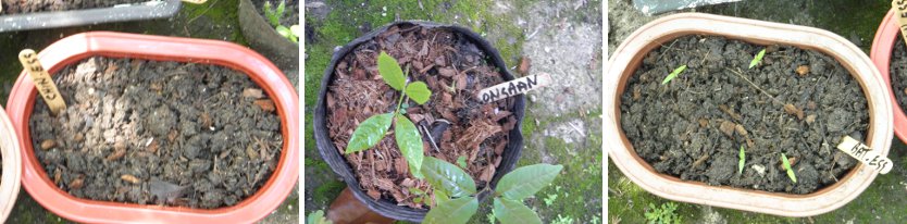 Images of
            sprouting (and not sprouting) seedlings