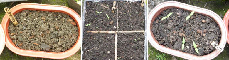 Images of
            germinating seeds in containers