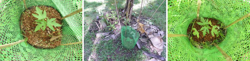 Images of
            transplated Papaya seedlings