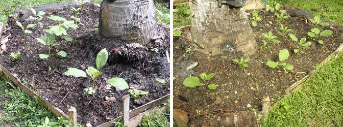 Images of
            penny's garden patch -with lots of young Eggplant