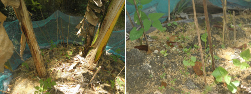 Images of beans
        growing in Banana patch