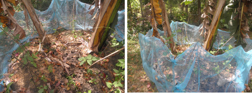 Images of beans and other veggies growing under
            banana plants