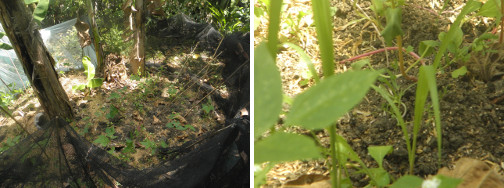 Images of plants growing among bush beans