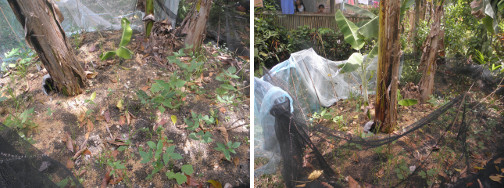 Images of bush beans and other veggies growing under
            Banana trees