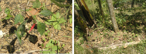 Images of long
        Chillie growing in garden patch