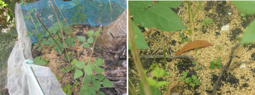 Images of beans growing in garden patch under coconut tree