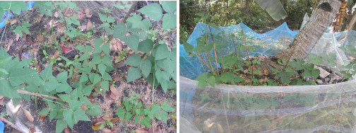 IMages of beans and
            other veggies growing under coconut tree