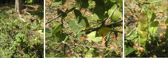 Images of beans dying from draught