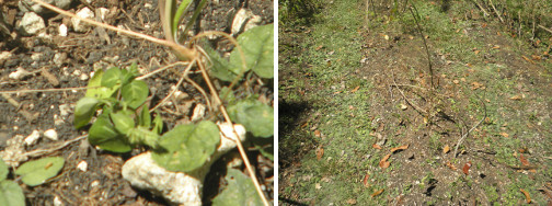 Images of vegetable patch dying from lack of water