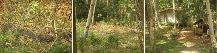 Images of a drought stricken garden