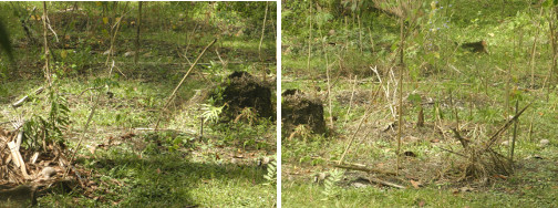 more Images of draought stricken garden