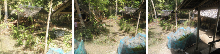 Images of duck pond in a dry garden