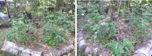 Images of beans and other veggies growing in garden
            patch