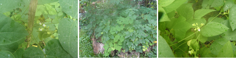 Images of Bean plants and their flowers