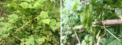 Images of beans growing in tropical garden