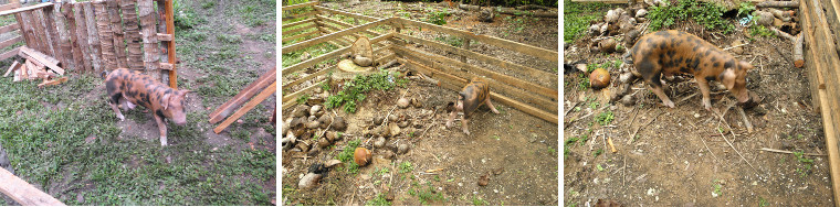 Images of piglet exploring new pig
        pens