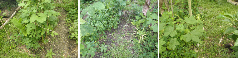 Images of garden paths after weeding