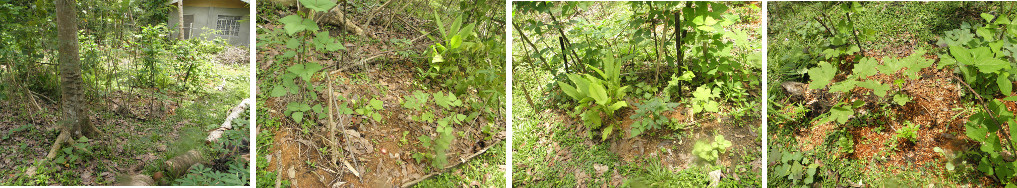 Images of recently composted garden patches with crops