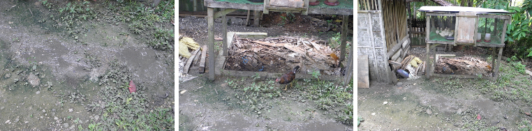 Images of faulty drainage system in tropical garden