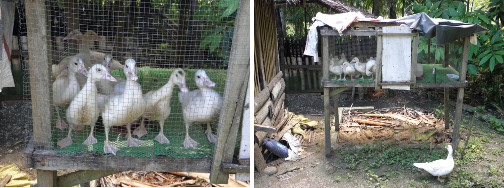 Images of ducklings in a cage