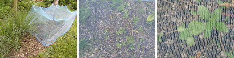 Images of garden patch covered with mosquito netting as
        protection against chickens