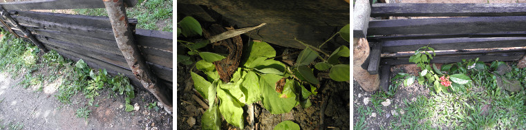 Images of hedge newly planted along a fence