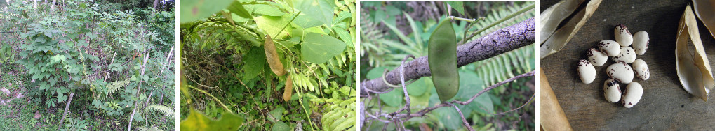 Images of beans growing and picked