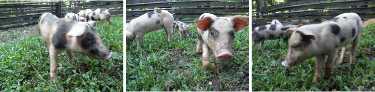 Images of 6 week old Piglets