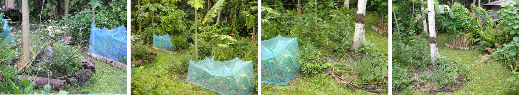 Images of tropical garden after recent
        rain