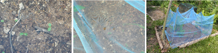 Images of seedlings growing under
        anti-chicken mosquiti netting in tropical garden