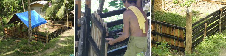 Images of new pig pens being
            painted with used oil as protection against rotting