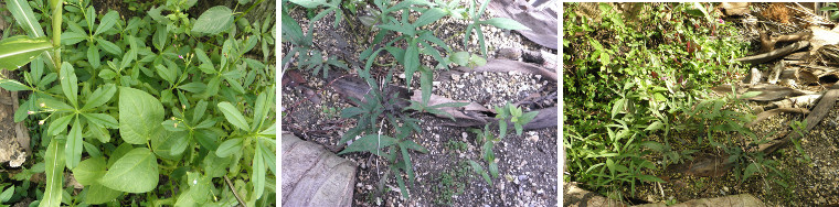 Images of various edible plants growing in tropical
        garden patch