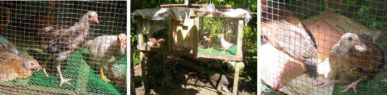 Images of adolescent chicks in coop
        -waiting for freedom