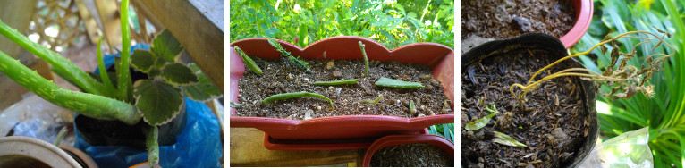 Images of cacti and possibly dead
        stevia