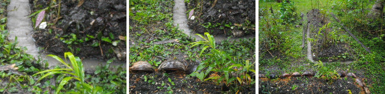 Images of tropical December rain