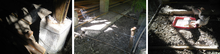 Images of newly constructed fattening
        pen for young ducklings