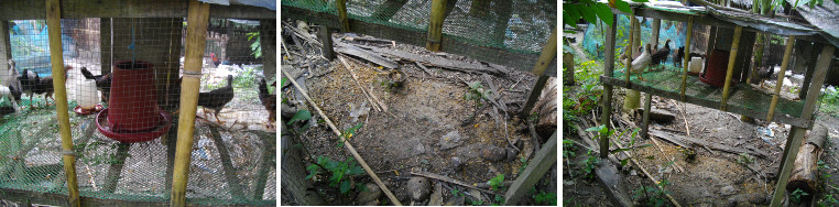 Images of hanging feeder in Chick pen