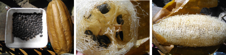 Images of Bohol Native Luffa, seeds
        and fruit