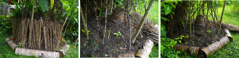 Images of garden patch being prepared for the next
        planting -after root crops have been removed