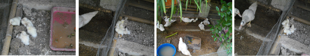 Images of abandoned ducklings in pen near older
        ducklings