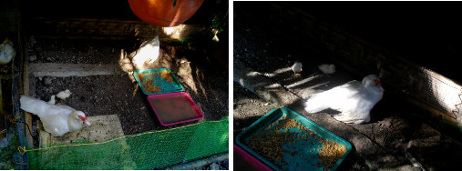 Images of two ducks with ducklings in
        a single pen