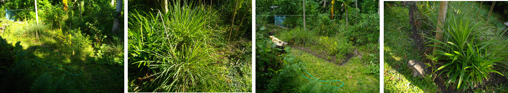 Images of Tropical Garden patch being
        renovated