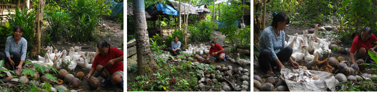 Images of women chopping coconut for
        animal feed