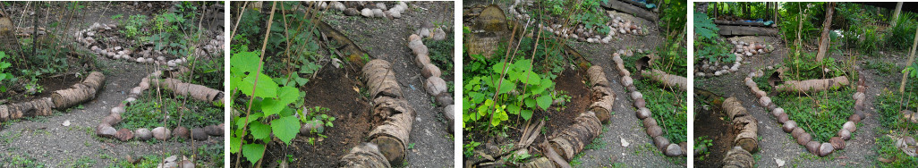 Images of tropical garden patches after improvement