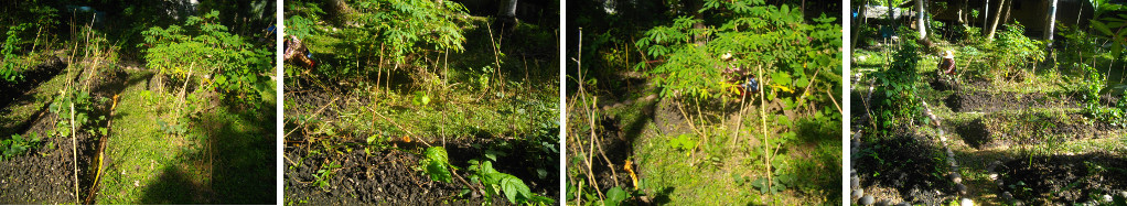 Images of drainage ditches being dug
        around Tropical Garden patches