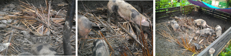 Images of Piglets playing with Coconut Branches in Pen