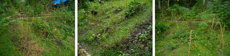 IMages of garden patches waiting for
        renovation