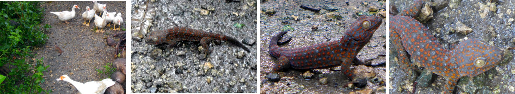 Images of Tuko on garden path