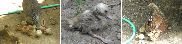 Images of happy hens with chicks -and one badly
          battered duckling